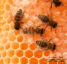 Bees Help Farmers Increase Vegetable Production of Ciego de Ávila, Cuba.