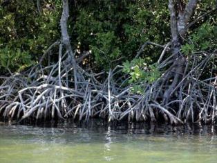 El litoral de la cienaga de Zapata es el mayor y mejor conservado humedal del Caribe insular