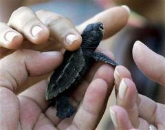 Cuba has banned the hunting of marine turtles endangered in the Caribbean