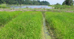 Rice Plantation