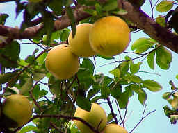 Grapefruits Harvest Brought Forward in Ciego de Avila