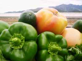 Cuba Urban Farming Recovered