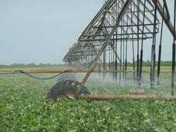 Plantations in Ciego de Avila Cuba Benefited from the Rain