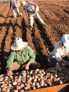   In Ciego de Avila Cuba  Farmers are planting 61 282 acres of potato