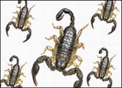 Scorpion toxin used in Cuba to fight cancer
