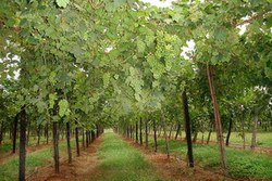 In Pinar del Río, Cuba Grapes, more than exotic