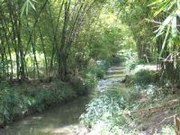  Bamboo planted along the Santoyo river