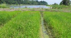 Cuba-Vietnam rice project advances