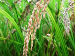 Cuban rice production may be restored with the support of a project coming from the ALBA.