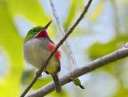 Festival on Endemic Caribbean Birds closed in the central Cuban province of Sancti Spiritus 