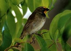 Endemic Caribbean birds cohabit in Escaleras de Jaruco, Havana Province, Cuba