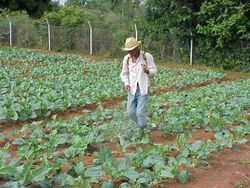 Cuba aims to use biological fertilizers on a large scale in agriculture