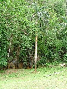 Wooded area in Las Tunas province of Cuba has increased by 14 percent