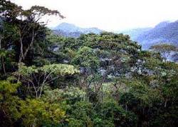 Al rescate del manto forestal en Las Tunas provincia menos boscosa de Cuba 