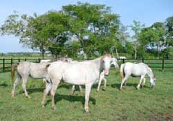 caballosarabes