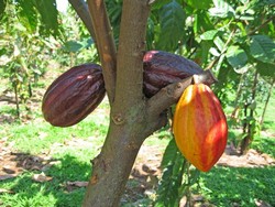 Cacao imprint in Baracoa to show an international event 