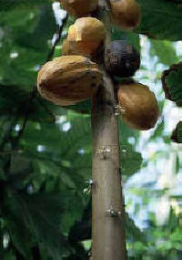 In Sancti Spiritus, Cuban Cacao First Grown
