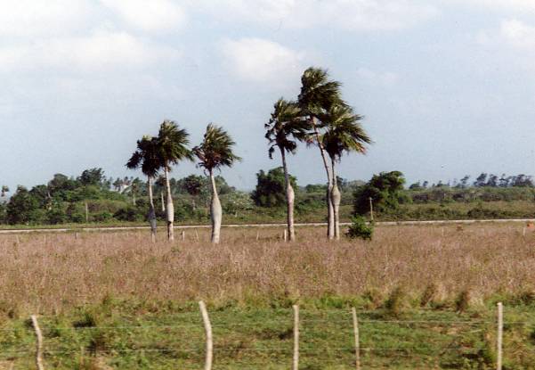 Cuba Plans to Expand Royal Palm Groves