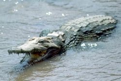 A Cuban Crocodile Moves from New York to Miami