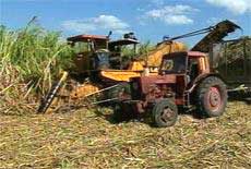 Las Tunas, Cuba in Decisive Stage of Sugar Harvest