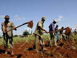 Cuba entregara tierras a los campesinos para frenar las importaciones de alimentos 