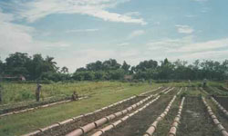 cuban-crops-better-after-hurricanes-.jpg cuban-crops-better-after-hurricanes-.jpg