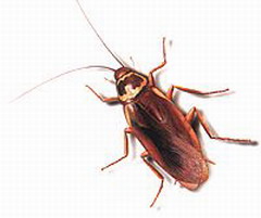 Cockroache