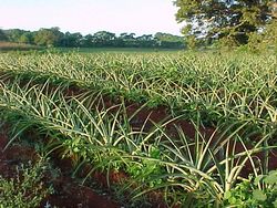 Pineapple Planted in Eastern Cuba