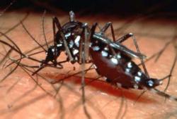 Cuban specialists are working with new entomological data on the elimination and control of the dengue fever