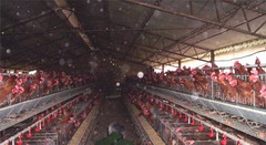 Poultry raising facilities