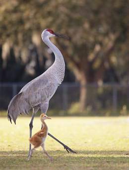 Cuba Boosts Protection of its Largest birds