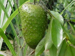  Six  kilograms soursop in Cuba