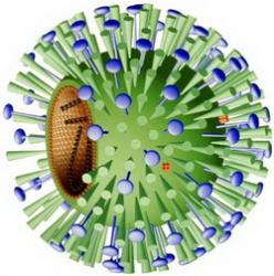 influenza-virus.jpg