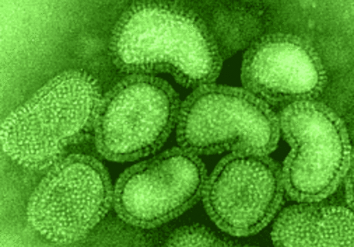 influenza20a20viruses.gif