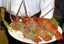 More Efficiency for the industry of the Cuban Lobster 