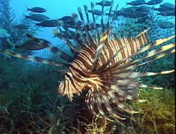 A lionfish is on display at the Tomas Romay Museum of Natural Sciences in Habana
