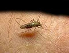 Cuba will Help Congo to Fight Malaria