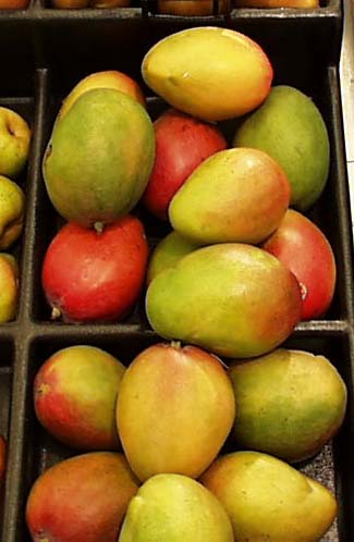 Mango Harvest Started in Ciego de Ávila, Cuba  