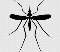 Singapore and Cuba will cooperate to fight dengue Singapore and Cuba will cooperate to fight dengue