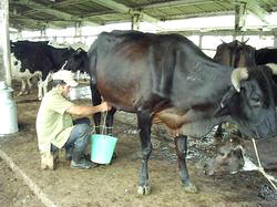 In Cuba Stock breeders from Camaguey are considered the most productive of the country