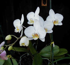 Cuban Botanical Garden has 400 orchid breeds