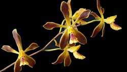 orquideasnoche