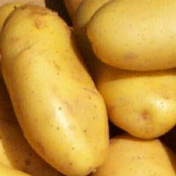 North Dakota potatoes