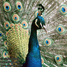 Peacock