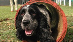 Cuba strengthening canine security forces to fight drugs and terrorism