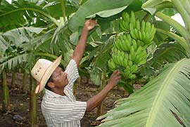 Habitantes de Las Tunas colaboraran en la producción de alimentos