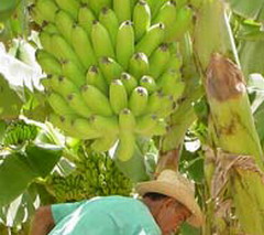 Banana plantation