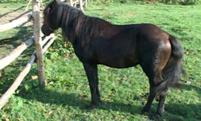 Pony