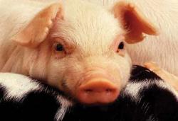 Cuba to Debate on Relationship Between Pork Production and Environment