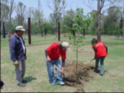 Reforestation